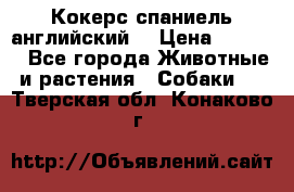 Кокерс спаниель английский  › Цена ­ 4 500 - Все города Животные и растения » Собаки   . Тверская обл.,Конаково г.